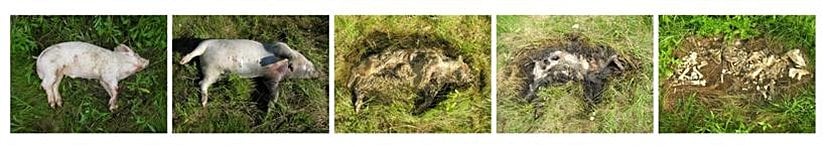 Pig Decomposition Fresh, Bloat, Active Decay, Advanced Decay, Dry Remains
