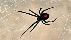 Ufacık Böceklerle Beslenen Örümceklerin Bazılarının Zehri Neden İnsanı Öldürebilecek Kadar Güçlüdür?