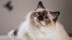 Kedinize Bir Beşlik Çakmayı Öğretin