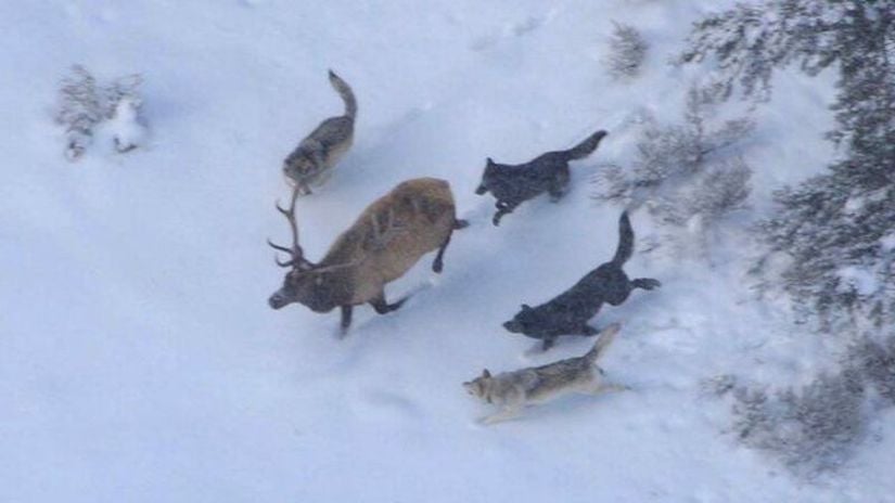 Kurtlar, elk sayılarını kontrol etmek amacıyla 1990'larda Yellowstone parkına yeniden salındı.