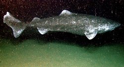 SOMNİOSUS MİCROCEPHALUS
