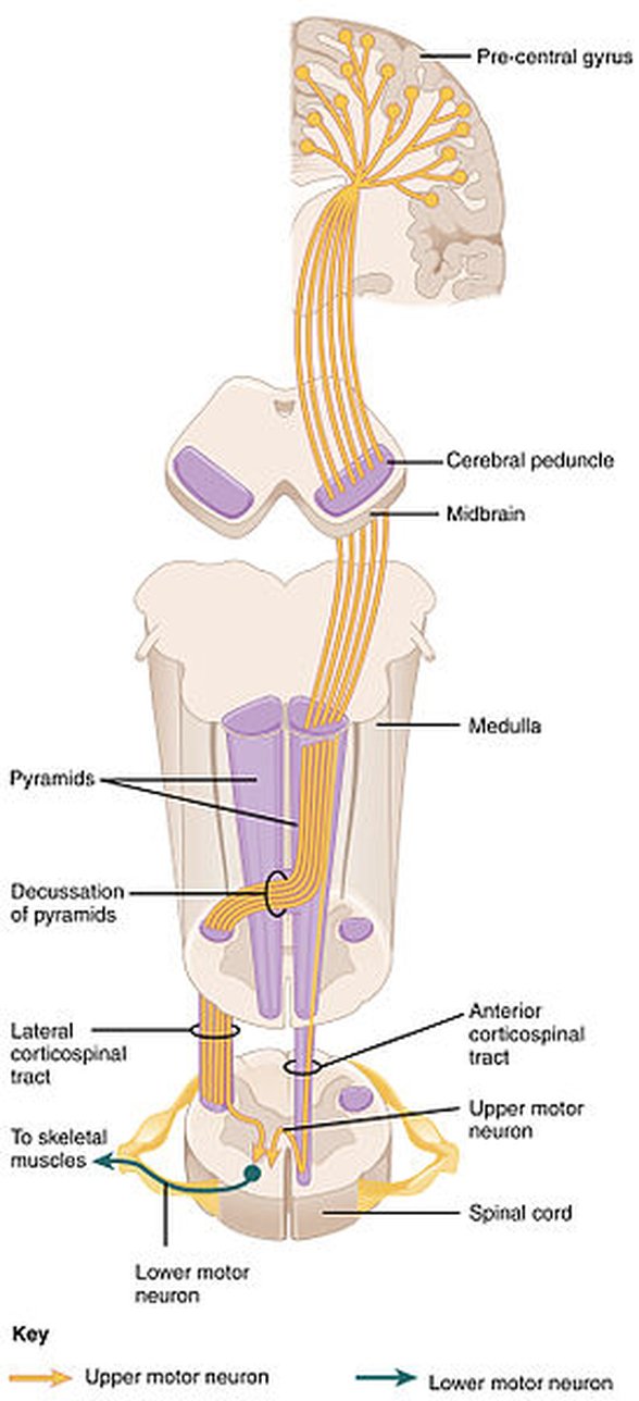 Kortikospinal yolak (Corticospinal tract)