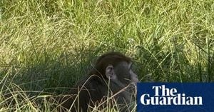 Escaped Monkeys Shot In Mississippi After Truck Crash