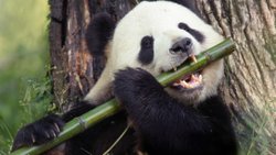 Alışılmadık Beslenme Davranışları