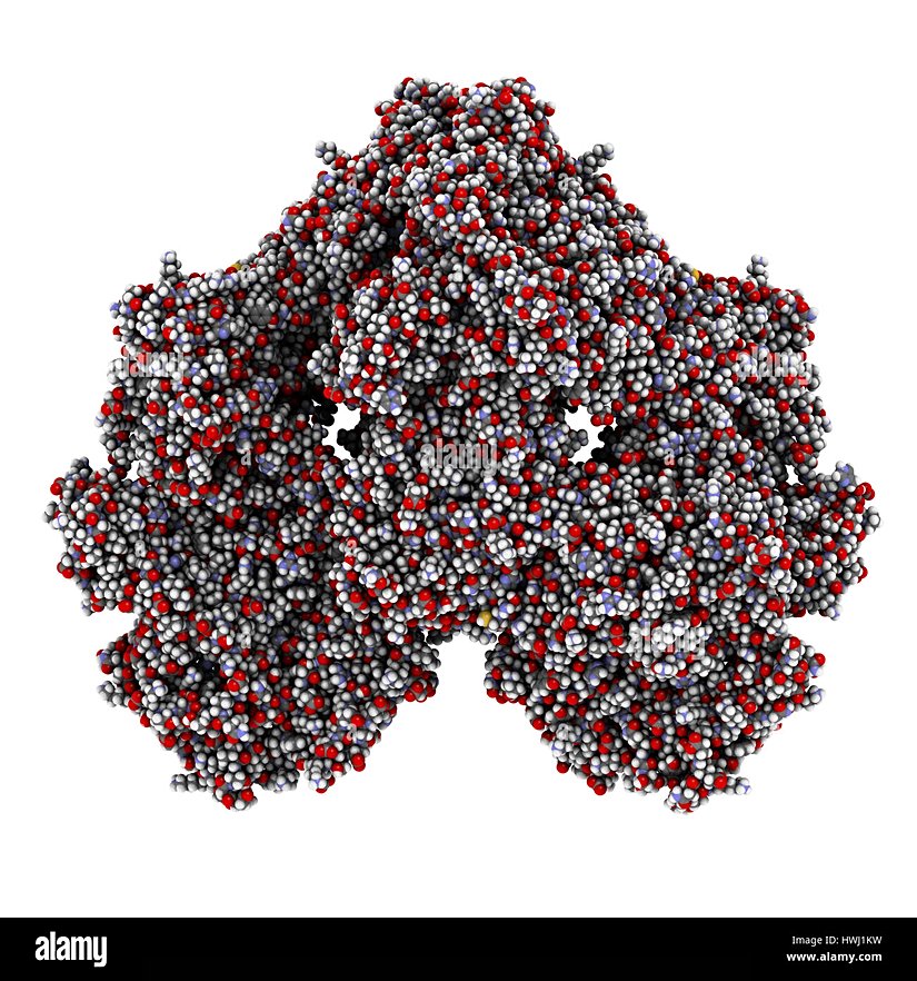 Şekil 8. Laktaz Enzimi