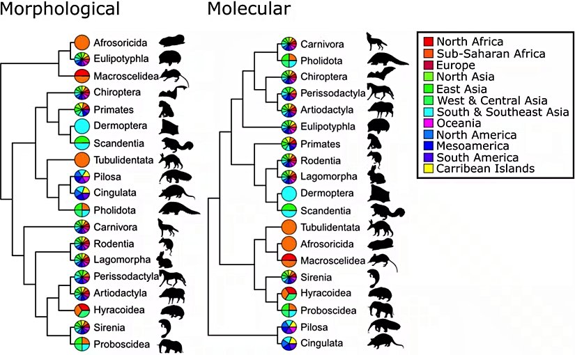 Renk çarkları ve anahtar, her bir takımın üyelerinin coğrafi olarak nerede bulunduğunu gösterir. Moleküler ağaçta bu renkler morfolojik ağaçtan daha iyi gruplandırılmıştır, bu da moleküllerle biyocoğrafyaya arasında daha yakın bir uyum olduğunu gösterir.