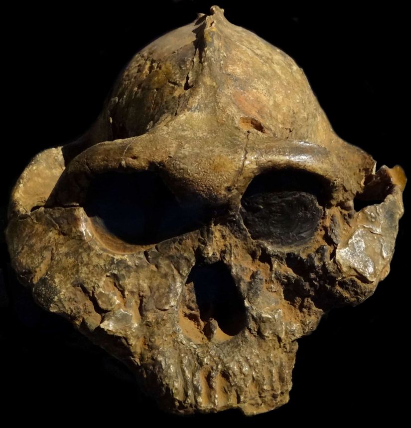 Fındıkkıran Adamı olarak da bilinen Paranthropus boisei