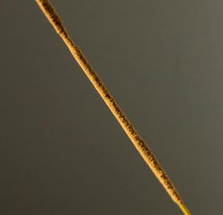 Işık hızına yakın hızda batıya doğru giden bir cisim boyu kısalır ve bu boy kısalması nereye kadar gider yok olmaya kadar mı?