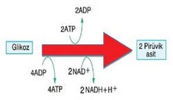 Tepkimede glikozu aktifleştiren 2atp canlıya *ilk* glikoliz tepkimesine nereden gelmiştir?