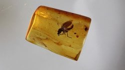 Dipteranın Bilinen Evrimsel Kökeni