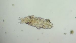 Gerçek Tardigradlar (Eutardigrada)