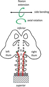 A rig for in vitro testing of the lumbar spine and pelvis simulating posterior, anterior and oblique trunk muscles - Scientific Reports