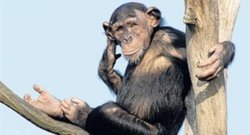 Evrimsel süreçle kaybolmuş ya da yer değiştirmiş uzuvların refleks veya psikolojik olarak hissedilmesi mümkün müdür?