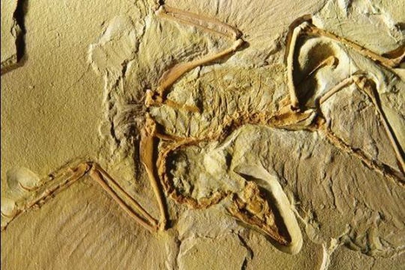 Archaeopteryx (Fosil)