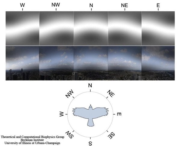 Bir kuşun manyetik alanları muhtemel görüşü.