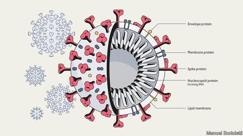 SARS-CoV-2 genetik materyali.