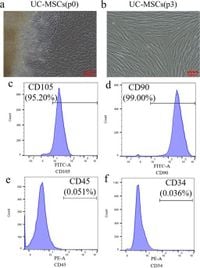 Human umbilical cord-derived mesenchymal stem cells improve thymus and spleen functions in d-galactose-induced aged mice - Scientific Reports