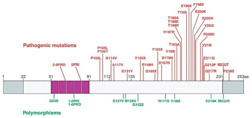 Prion proteini (PrP) mutasyonları ve polimorfizmleri; insan PrP geninin şematik bir temsili, protein dizisinin başlangıç ve sonu gri renkle, oktapeptitiler mor renkle gösterilmiştir. Hastalıkla ilişkili mutasyonlar kırmızı çizgilerle patojenik olmayan genetik varyantlar (polimorfizmler) yeşil çizgilerle ifade edilmştir.