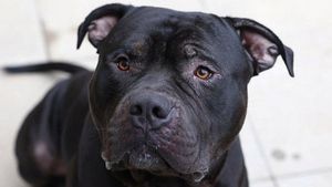 New XL Bully Dog Ban Sparks Fears Of Abandonment And Aggression