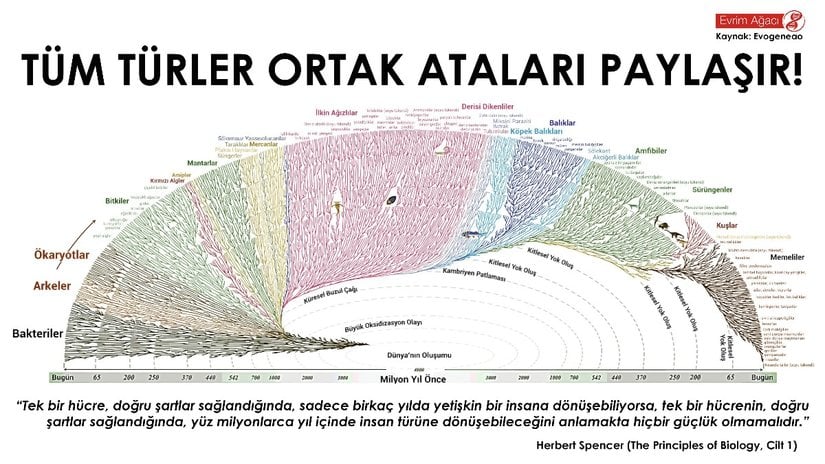 Dev Boyda Türkçe Evrim Ağacı!