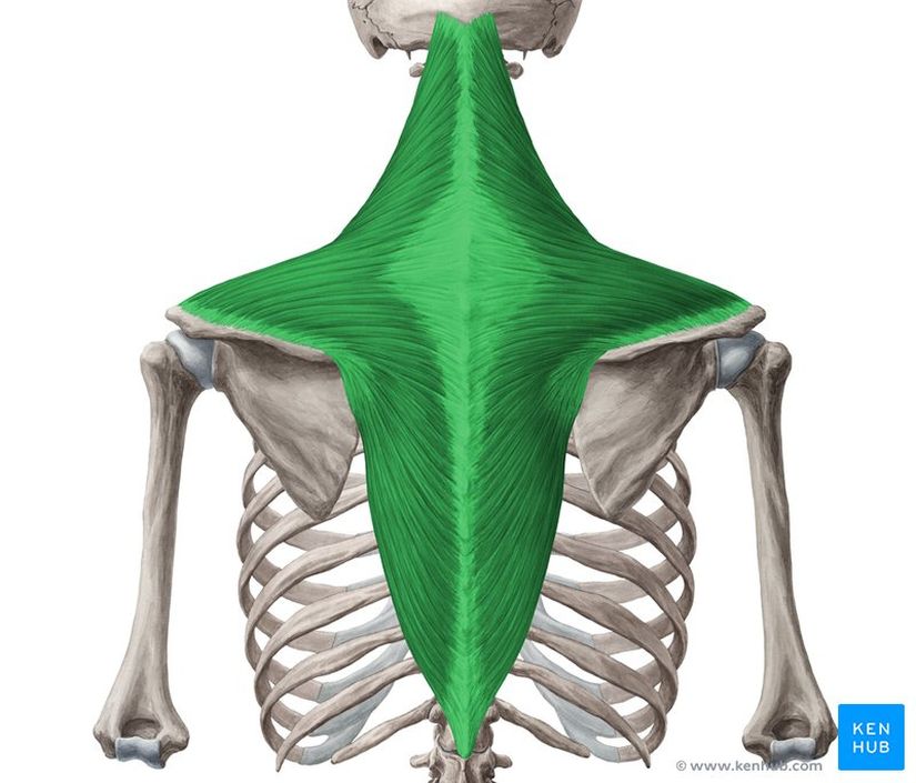 M. TRAPEZIUS