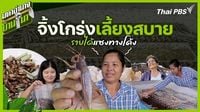 มหาอำนาจบ้านนา - จิ้งโกร่งเลี้ยงสบาย รายได้แซงทางโค้ง | Thai PBS รายการไทยพีบีเอส