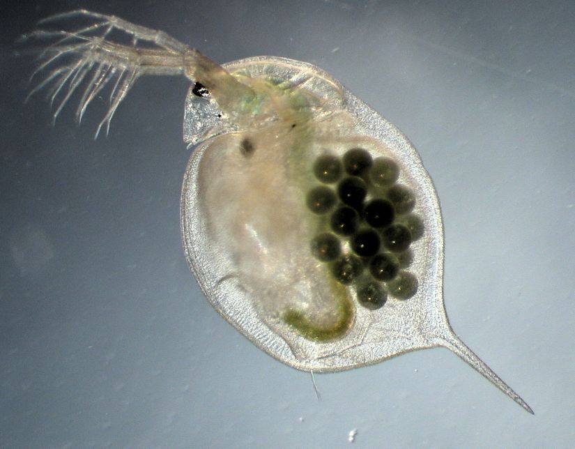 Daphnia magna