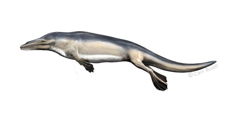 Rodhocetus