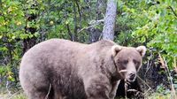 What to know about Fat Bear Week, and the brawny bruins ready to battle for the title