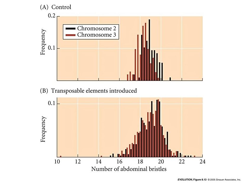 Mutasyonların çeşitliliğe etkisi...