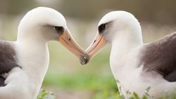 Albatroslar (Diomedeidae)