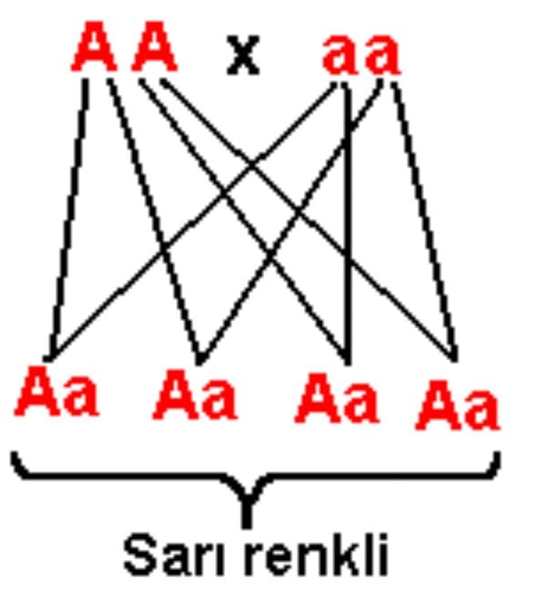 Farklı Homozigot fenotipler çaprazlama modeli