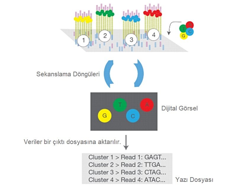 Her sekans döngüsünde, 3' ucunda bulunan florofor nedeniyle yalnızca bir baz okunabilmektedir. Aynı anda yüzlerce farklı fragmentte aynı işlemin yapılması, bu metodu hızlı kılan etmenlerden birisidir. Her döngüde yalnızca bir baz okunuyor olması, "n" tane döngüde "n" tane baz okunabilir anlamına gelmektedir.