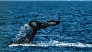 Unprecedented Black Devilfish Sighting Near Tenerife Coast