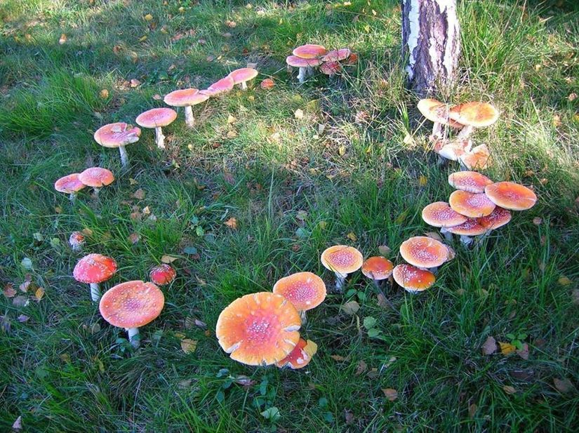 Amanita muscaria türüne ait bir Peri Çemberi dizilişi.