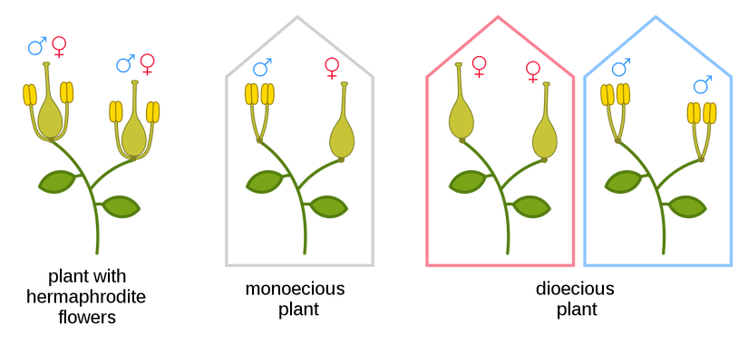 Soldan sağa: Hermafrodit çiçekli bitki, birevcikli (monoik) bitki, ikievcikli (dioik) bitki.