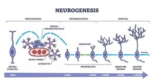 New Study Finds Igsf3 Is Not Essential For Brain Development