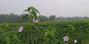 Severe Thunderstorms Expected In Bangladesh This Weekend