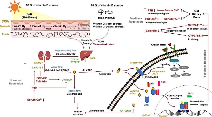 D vitamini metabolizmasının genel hatları. En sol üst köşede üretimin Güneş ışınlarıyla, özellikle de yeryüzüne ulaşan en "zararlı" radyasyon kaynaklarından olan UVB ışınlarıyla tetiklendiğine dikkat ediniz.