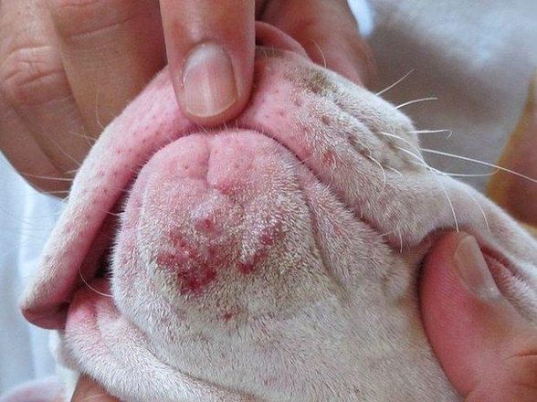 çene altında sivilce çıkan köpek dostumuz