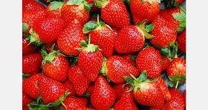 South Korea Signs Strawberry Export Deal With Brazil