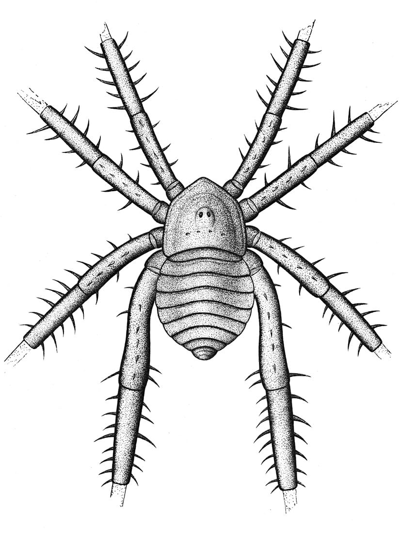 Keşfedilen fosilin, Douglassarachne acanthopod'un neye benzeyebileceğinin bir çizimi.