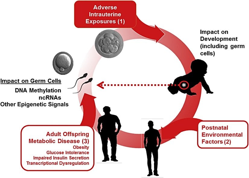 Rahim içinde maruz kalınan olumsuz koşullar, embriyonun sağlıklı bir şekilde gelişmesini veya rahme tutunmasını (implantasyonu) engellemesinin yanında doğacak çocuğun ileriki yaşamında bazı hastalıklara yakalanma riskini de artırabilir. Bu gibi erken dönem deneyimler, genlerin nasıl çalışacağını belirleyen epigenetik işaretlerde kalıcı değişikliklere yol açabilir. Bununla birlikte, doğum sonrası çevresel etkiler — örneğin kötü beslenme, toksik maddelere maruz kalma veya obezite gibi metabolik hastalıklar — hem kadınlarda yumurta hücrelerini (oositleri) hem de erkeklerde sperm hücrelerini etkileyebilir. Bu hücrelerde meydana gelen epigenetik değişimler, daha sonra gelecek kuşaklara aktarılabilir.  İlginç olan bir diğer nokta ise, henüz doğmamış bir bebeğin, kendi yumurta veya sperm hücreleri oluşurken çevreden gelen sinyallere karşı da hassas olmasıdır. Yani bir birey, doğrudan toksik bir maddeye maruz kalmasa bile, anne karnındaki ortamın etkisiyle onun üreme hücreleri değişime uğrayabilir. Bu da, sonraki nesillerin sağlığını etkileyebilecek bir biyolojik zincirleme sürecin başlangıcı olabilir.