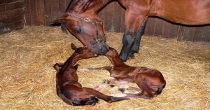 Sodashi Welcomes First Foal, Exciting Fans