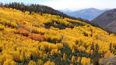Vaka İncelemesi: Görkemli, Altın Yapraklı, Dev Titrek Kavak