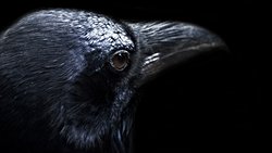 Karga Zekası, Yabancı Bir Zekayı Anlamamızda Anahtar Olabilir!