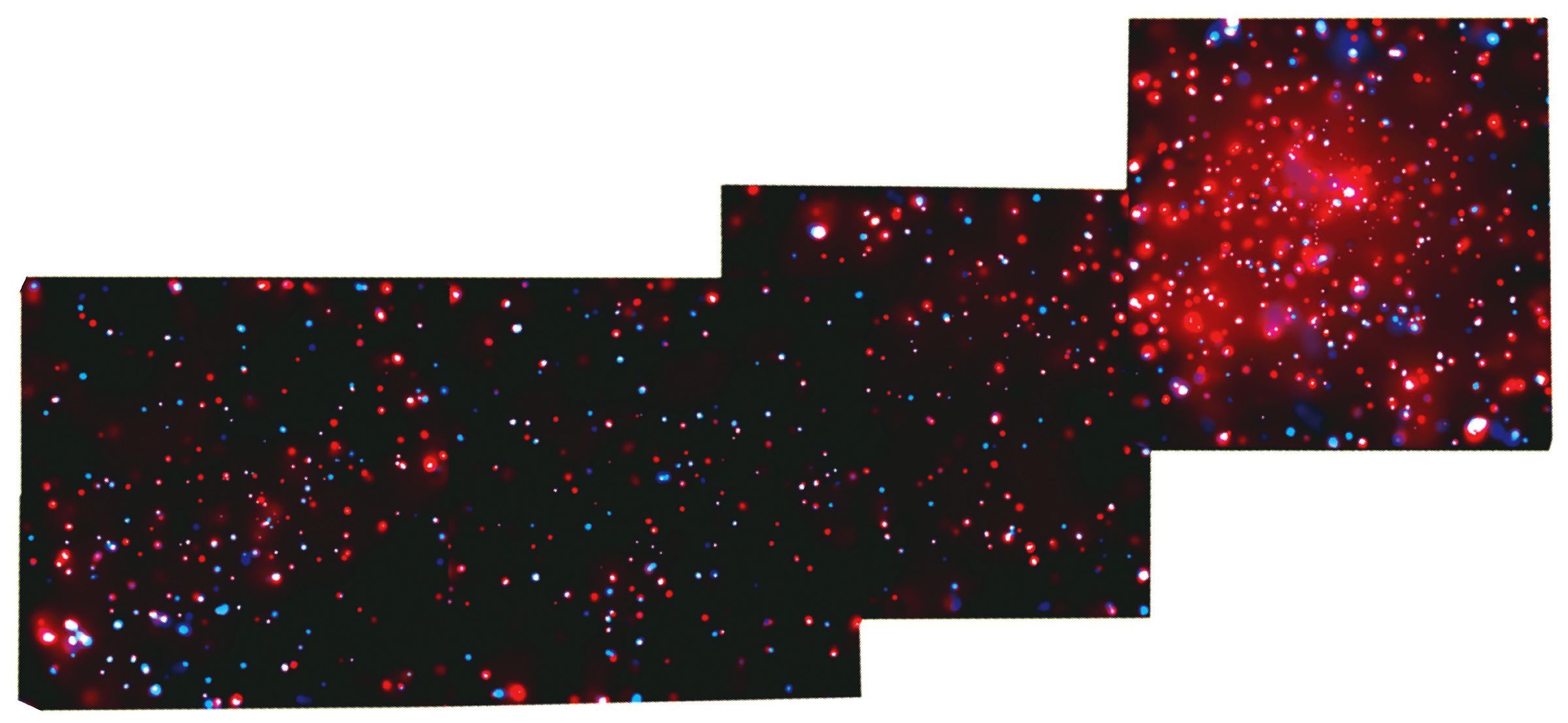 X-Ray Stars and Winds in the Rosette Nebula