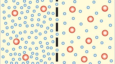 Pasif Taşıma Nedir? Hücre Zarından Enerji Harcamadan Madde Geçişi Mümkün mü?