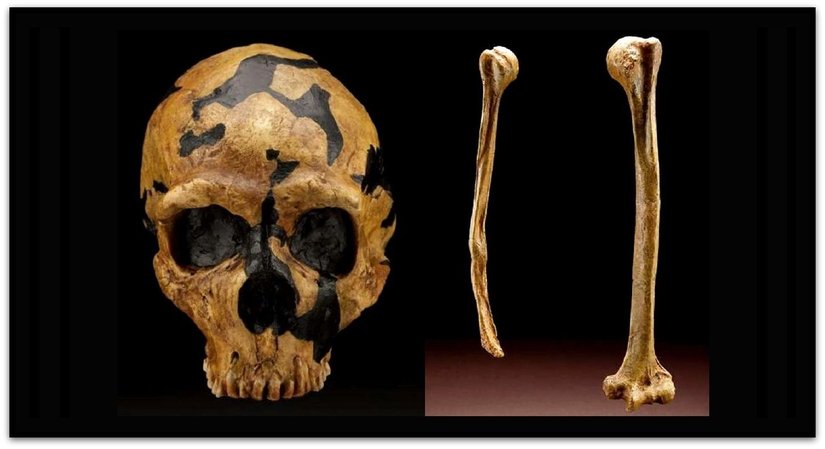 Shanidar 1 bireyine ait kafatası ve humeruslar.