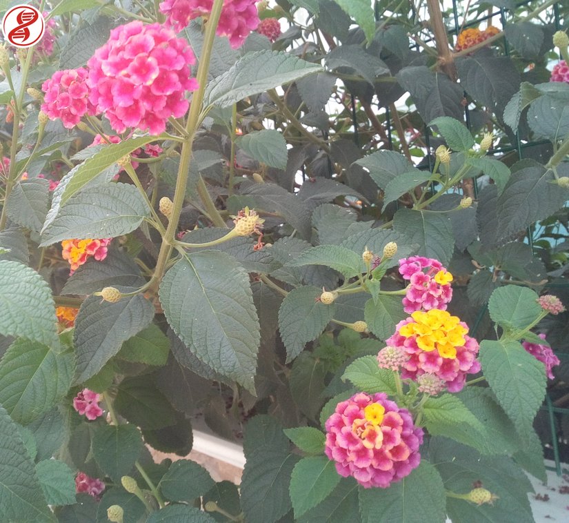 Ağaç minesi (Lantana camara), Bursa.